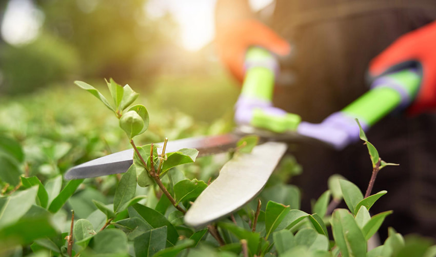 Close-up of garden shears trimming a hedge